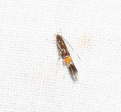 Cosmopterix dapifera