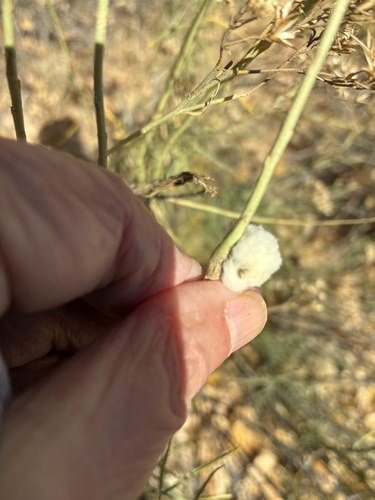 Unknown species found near Rio Arriba County, US-NM, US