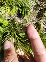 Aciphylla glacialis