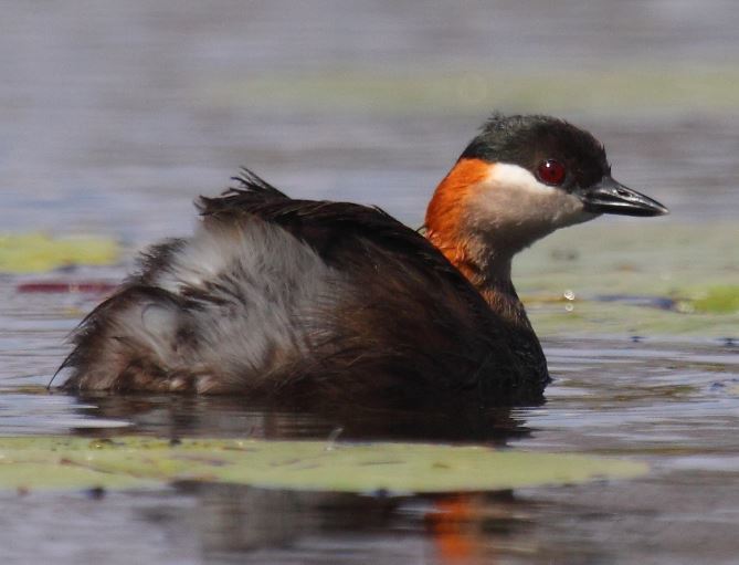 Madagascar Grebe