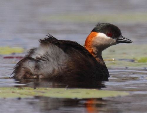 Madagascar Grebe