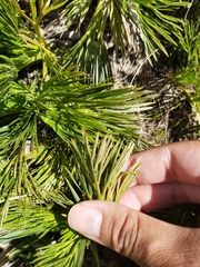 Aciphylla glacialis