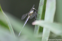 Microgomphus chelifer