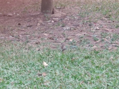 Funambulus pennantii
