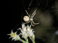 Araneus pallasi