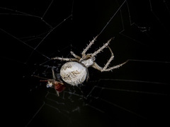 Araneus pallasi