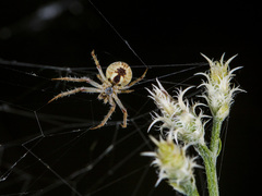 Araneus pallasi