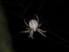 Araneus pallasi