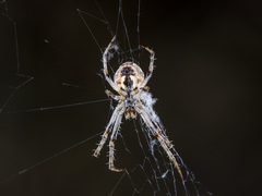 Araneus pallasi