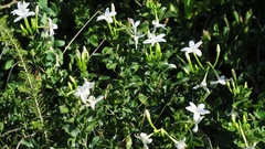 Jasminum angulare