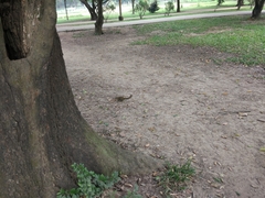 Callosciurus pygerythrus