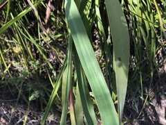 Watsonia knysnana