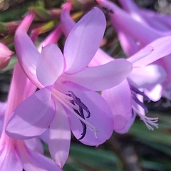 Watsonia knysnana