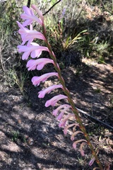 Watsonia knysnana