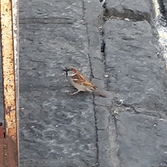 Passer domesticus
