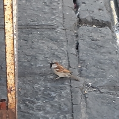 Passer domesticus