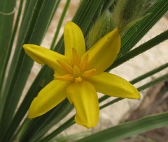 Hypoxis rigidula rigidula