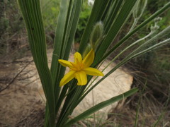 Hypoxis rigidula rigidula