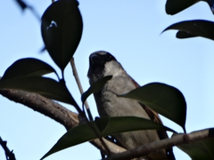 Passer domesticus