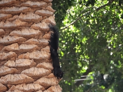 Sciurus aureogaster