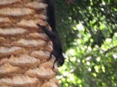 Sciurus aureogaster