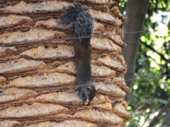 Sciurus aureogaster