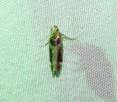 Pseudochelaria walsinghami