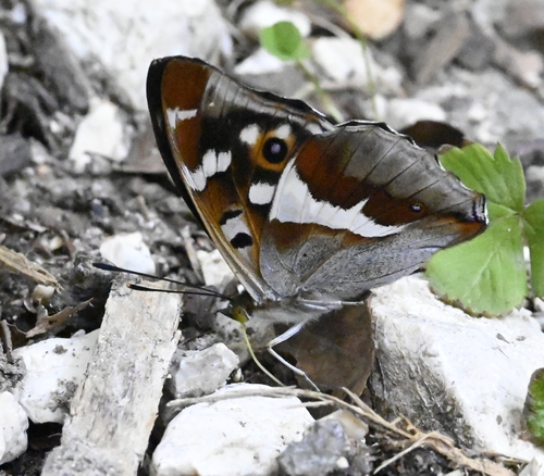 Purple emperor