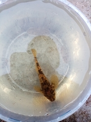 Cottus koshewnikowi