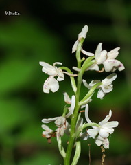 Orchis provincialis