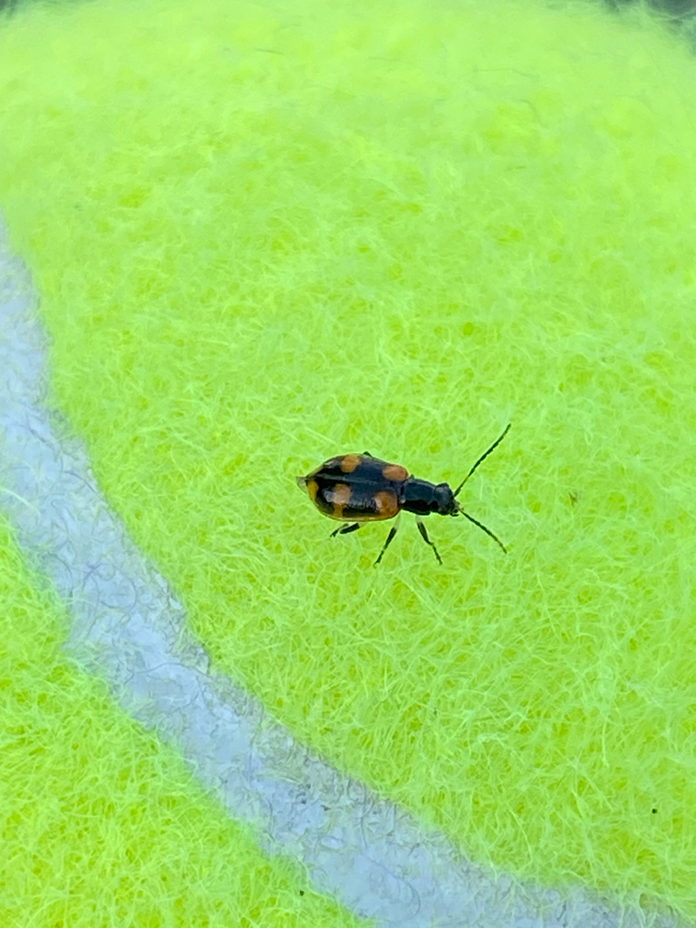 Acalymma peregrinum