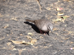 Columbina inca