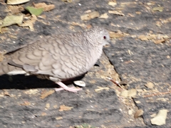 Columbina inca