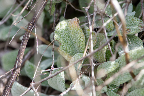 Calceolaria cana, photograph 5
