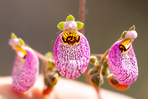 Calceolaria cana, photograph 4