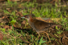 Gray-Breasted Crake photo 2