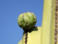 Lophocereus marginatus