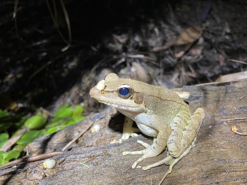 Australian Wood Frog