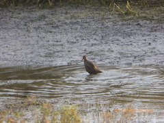 Rallus obsoletus levipes