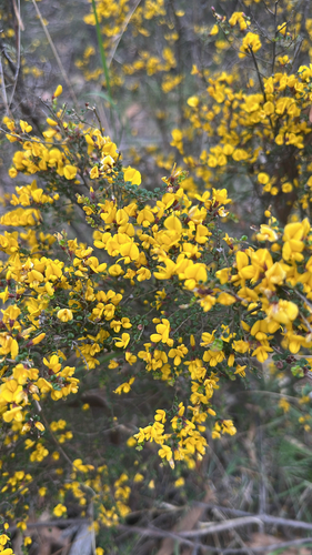 Bossiaea foliosa observed 2025-11-07