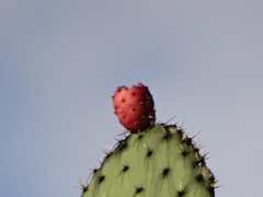 Opuntia hyptiacantha