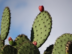Opuntia hyptiacantha