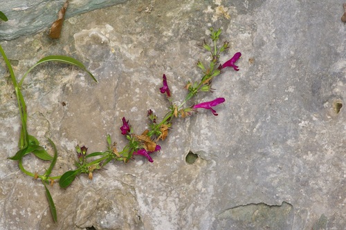 big red sage (Salvia pentstemonoides)