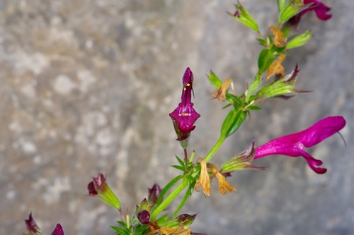 Salvia pentstemonoides, photograph 3