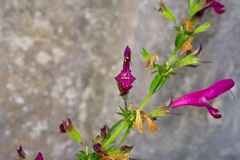 (c) Michelle W. (鍾偉瑋), some rights reserved (CC BY) Salvia pentstemonoides, photograph (c) Michelle W. (鍾偉瑋), some rights reserved (CC BY)