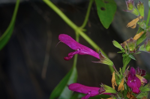 Salvia pentstemonoides, photograph 4