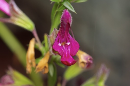 Salvia pentstemonoides, photograph 5