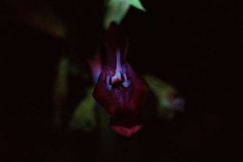 Salvia pentstemonoides, photograph 6