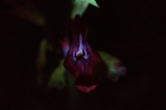 Salvia pentstemonoides, photograph (c) Michelle W. （鍾偉瑋）, some rights reserved (CC BY)