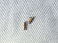 Battaristis vittella